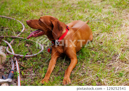 Hungarian vizsla relaxing on a sunny day in a grassy yard surrounded by garden hoses 129252541