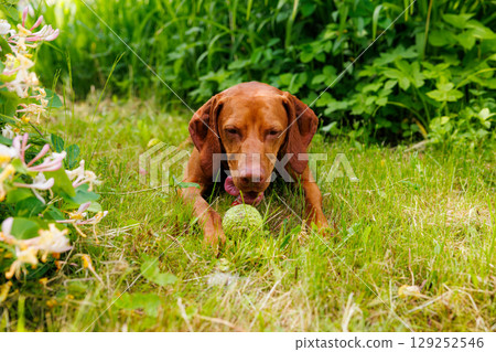 Energetic Hungarian Vizsla enjoys a sunny afternoon playing with a bright green tennis ball in the lush garden 129252546
