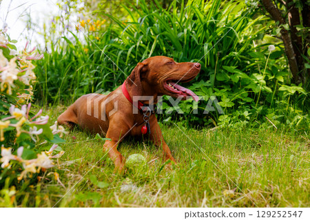 Hungarian vizsla enjoying a sunny afternoon in a vibrant garden surrounded by lush greenery and blooming flowers 129252547