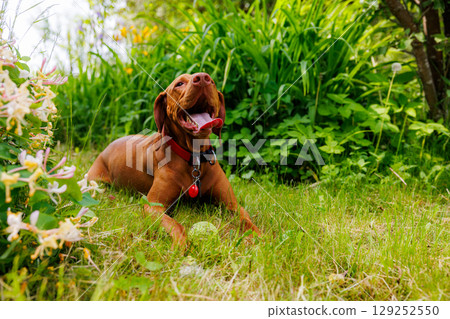 Hungarian vizsla enjoying a sunny afternoon in a lush garden, waiting for a game of fetch with its owner Hungarian vizsla enjoying a sunny afternoon in a lush garden, waiting for a game of fetch with its owner 129252550
