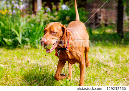 Hungarian Vizsla joyfully retrieves a ball in a sunny green garden setting Hungarian Vizsla joyfully retrieves a ball in a sunny green garden setting 129252560