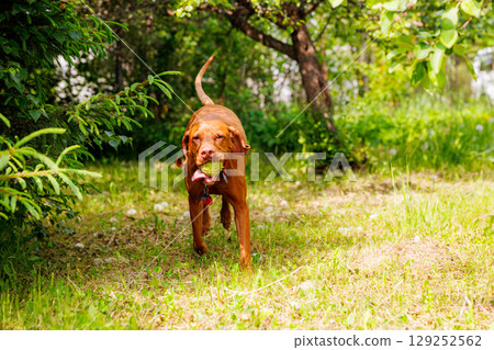 Hungarian vizsla joyfully retrieving a toy in a sunny garden on a bright afternoon 129252562