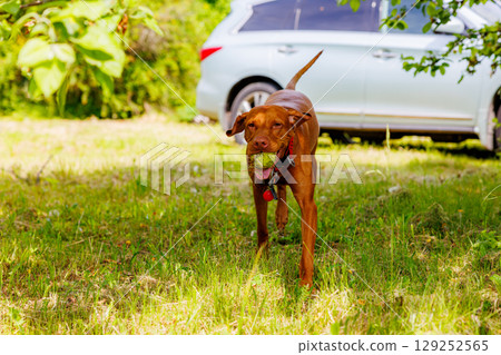 Playful Hungarian Vizsla dog joyfully carries a bright green ball in a sunny green meadow near a parked car Playful Hungarian Vizsla dog joyfully carries a bright green ball in a sunny green meadow near a parked car 129252565
