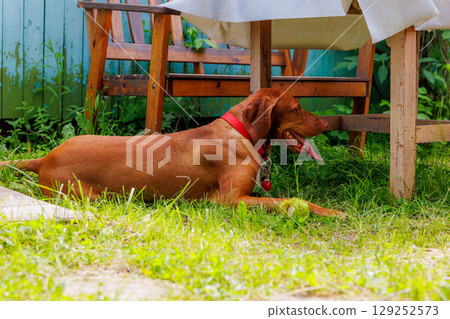 Hungarian vizsla relaxes in a lush garden under a table on a sunny afternoon by a wooden bench 129252573