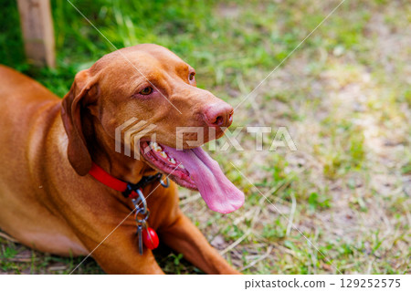 Joyful Hungarian Vizsla relaxing in nature during a sunny afternoon at a vibrant green park Joyful Hungarian Vizsla relaxing in nature during a sunny afternoon at a vibrant green park 129252575