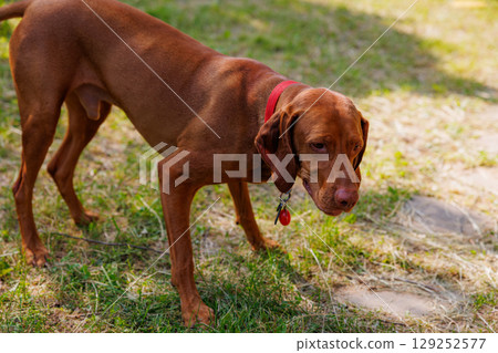 Hungarian vizsla exploring a sunlit garden, showcasing its elegance and playful spirit in nature 129252577