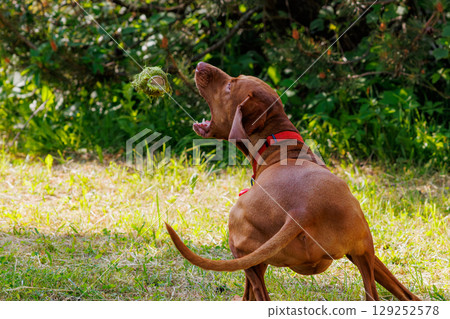 Joyful Hungarian Vizsla in a lush green park chasing a tennis ball on a sunny afternoon in springtime 129252578