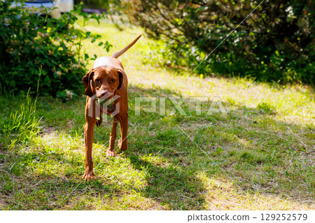 Joyful hungarian vizsla exploring a sunny meadow during a warm afternoon in nature 129252579