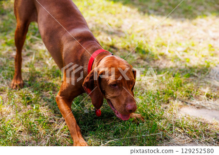Hungarian vizsla exploring a sunny green yard while enjoying a playful afternoon adventure with a wagging tail Hungarian vizsla exploring a sunny green yard while enjoying a playful afternoon adventure with a wagging tail 129252580