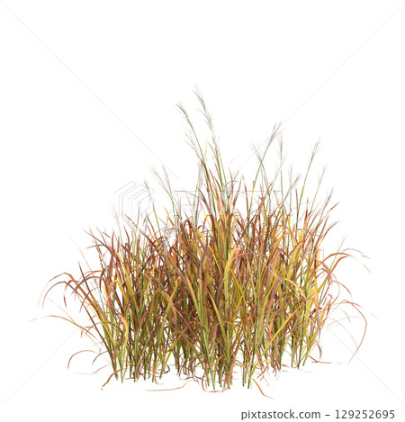 3d illustration of bush Miscanthus purpurascens isolated on transparent background 129252695