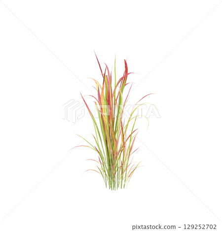 3d illustration of bush Imperata cylindrica rubra isolated on transparent background 3d illustration of bush Imperata cylindrica rubra isolated on transparent background 129252702