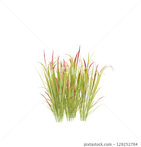 3d illustration of bush Imperata cylindrica rubra isolated on transparent background 129252704