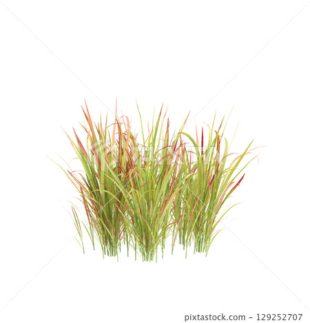 3d illustration of bush Imperata cylindrica rubra isolated on transparent background 3d illustration of bush Imperata cylindrica rubra isolated on transparent background 129252707