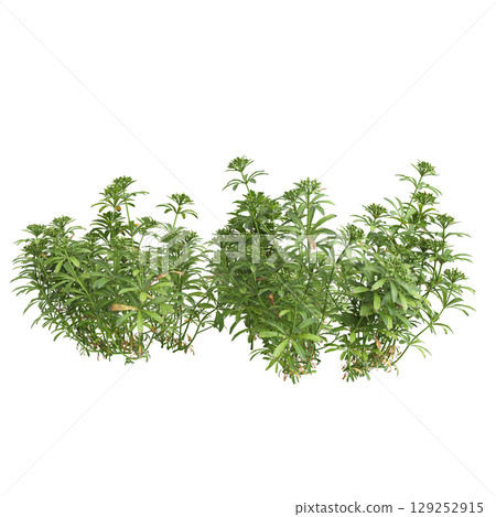 3d illustration of bush Galium aparine isolated on transparent background 3d illustration of bush Galium aparine isolated on transparent background 129252915
