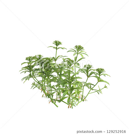 3d illustration of bush Galium aparine isolated on transparent background 129252916