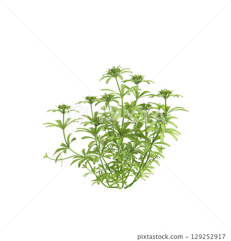 3d illustration of bush Galium aparine isolated on transparent background 3d illustration of bush Galium aparine isolated on transparent background 129252917