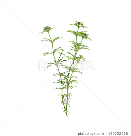 3d illustration of bush Galium aparine isolated on transparent background 129252918