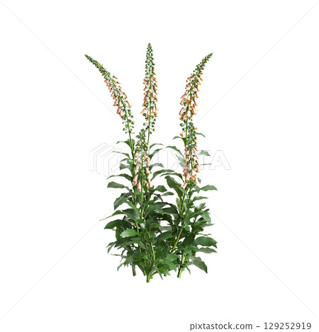 3d illustration of bush Digitalis purpurea isolated on transparent background 3d illustration of bush Digitalis purpurea isolated on transparent background 129252919