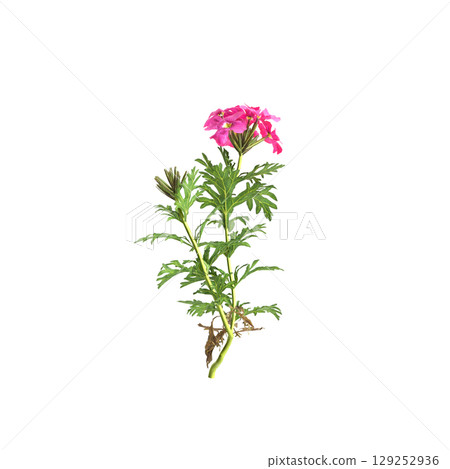 3d illustration of bush glandularia tenera isolated on transparent background 3d illustration of bush glandularia tenera isolated on transparent background 129252936
