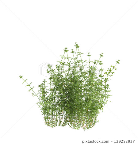 3d illustration of bush Galium aparine isolated on transparent background 3d illustration of bush Galium aparine isolated on transparent background 129252937