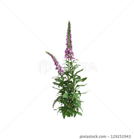 3d illustration of bush Digitalis purpurea isolated on transparent background 129252943