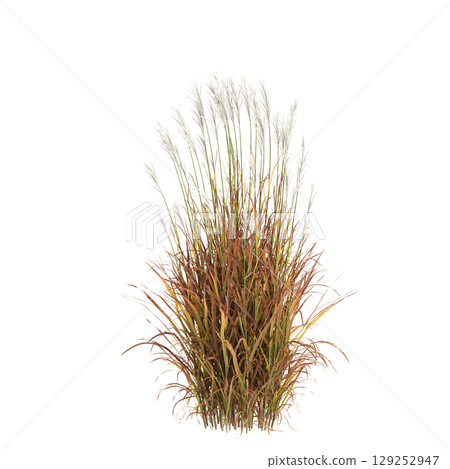 3d illustration of bush Miscanthus purpurascens isolated on transparent background 3d illustration of bush Miscanthus purpurascens isolated on transparent background 129252947