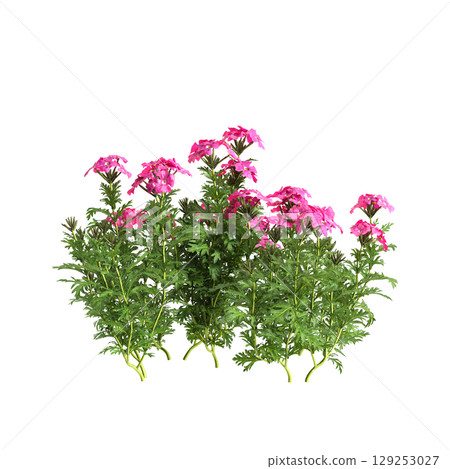 3d illustration of bush glandularia tenera isolated on transparent background 129253027