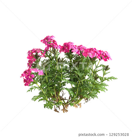 3d illustration of bush glandularia tenera isolated on transparent background 129253028