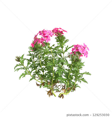 3d illustration of bush glandularia tenera isolated on transparent background 129253030