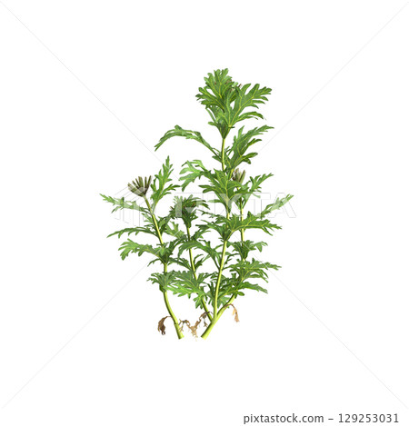 3d illustration of bush glandularia tenera isolated on transparent background 3d illustration of bush glandularia tenera isolated on transparent background 129253031