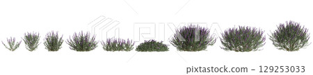 3d illustration of set bush Salvia leucantha isolated on transparent background 129253033