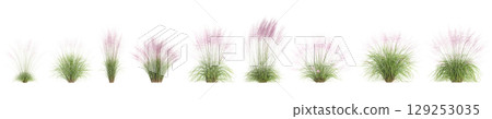 3d illustration of set bush Muhly grass isolated on transparent background 3d illustration of set bush Muhly grass isolated on transparent background 129253035
