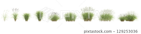 3d illustration of set bush Miscanthus sinensis isolated on transparent background 129253036