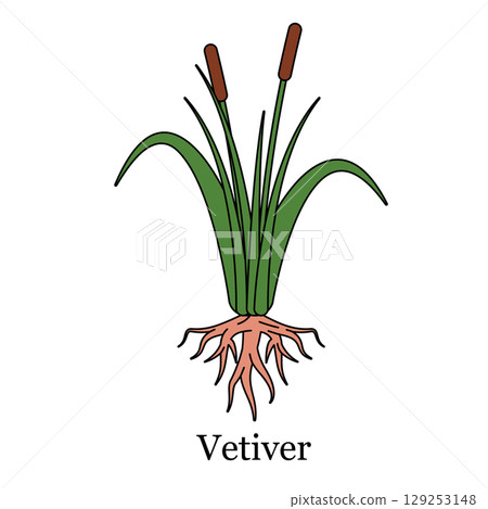 illustration of vetiver plant extensive root reed like foliage for essential oils soil conservation natural cosmetic and sustainable farming practices 129253148