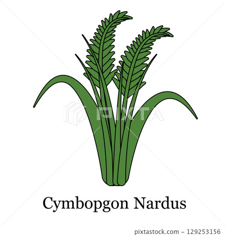 Cymbopogon Nardus illustration known as citronella grass spiky long blades of natural insect repellents aromatherapy and tropical landscaping 129253156