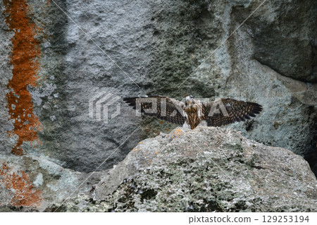 遊隼是一種很受歡迎的野生鳥類,也是一種英俊的獵手,可以在海岸和山崖上觀鳥時看到它們。 遊隼是一種很受歡迎的野生鳥類,也是一種英俊的獵手,可以在海岸和山崖上觀鳥時看到它們。 129253194