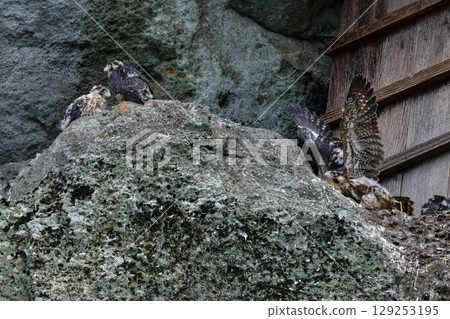 Peregrine falcons are a popular wild bird and a handsome hunter that can be seen birdwatching on coastal and mountain cliffs. Peregrine falcons are a popular wild bird and a handsome hunter that can be seen birdwatching on coastal and mountain cliffs. 129253195