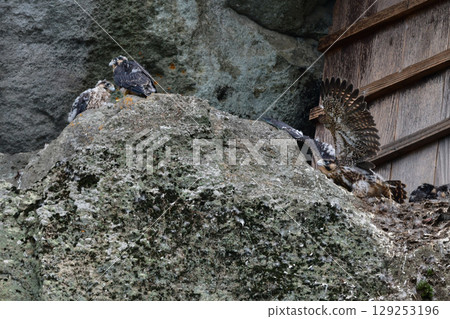 Peregrine falcons are a popular wild bird and a handsome hunter that can be seen birdwatching on coastal and mountain cliffs. Peregrine falcons are a popular wild bird and a handsome hunter that can be seen birdwatching on coastal and mountain cliffs. 129253196