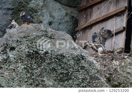 Peregrine falcons are a popular wild bird and a handsome hunter that can be seen birdwatching on coastal and mountain cliffs. 129253200
