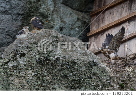 Peregrine falcons are a popular wild bird and a handsome hunter that can be seen birdwatching on coastal and mountain cliffs. 129253201