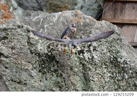 Peregrine falcons are a popular wild bird and a handsome hunter that can be seen birdwatching on coastal and mountain cliffs. Peregrine falcons are a popular wild bird and a handsome hunter that can be seen birdwatching on coastal and mountain cliffs. 129253209