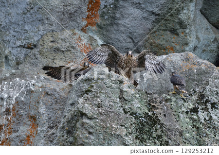 遊隼是一種很受歡迎的野生鳥類，也是一種英俊的獵手，可以在海岸和山崖上觀鳥時看到它們。 129253212