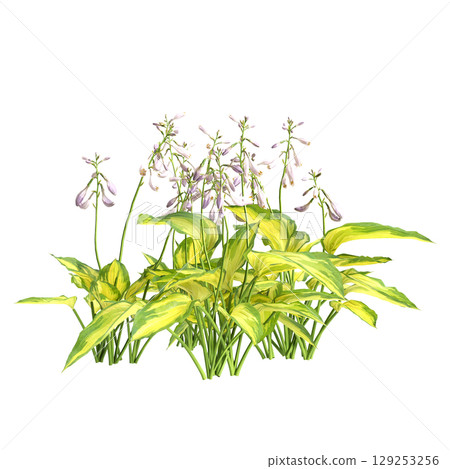 3d illustration of bush Hosta justine isolated on transparent background 3d illustration of bush Hosta justine isolated on transparent background 129253256