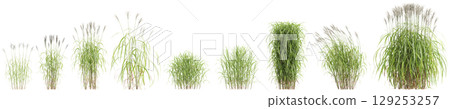 3d illustration of set bush Miscanthus sacchariflorus isolated on transparent background 129253257