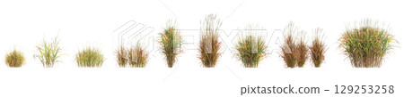 3d illustration of set bush Miscanthus purpurascens isolated on transparent background 129253258