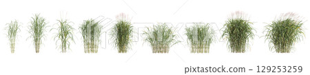 3d illustration of set bush Miscanthus floridulus isolated on transparent background 129253259