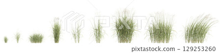 3d illustration of set bush Miscanthus flavidus isolated on transparent background 129253260