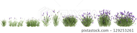 3d illustration of set bush Lavandula stoechas isolated on transparent background 129253261
