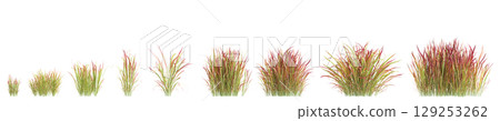 3d illustration of set bush Imperata cylindrica rubra isolated on transparent background 129253262