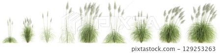 3d illustration of set bush Cortaderia selloana isolated on transparent background 129253263